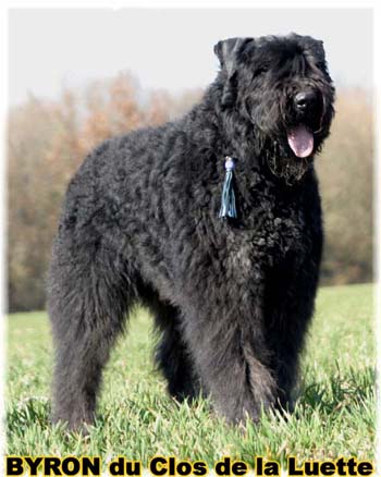  Bouvier des Flandres expositions tous prim&eacute;s